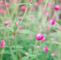 Nauter background - beautiful Gomphrena globosa, Globe Amaranth, Bachelor Button against nature green background photo