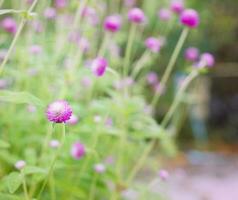 hermosa flor - gomphrena globosa, globo amaranto, soltero botón foto