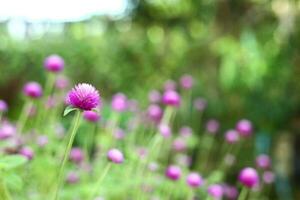 hermosa flor - gomphrena globosa, globo amaranto, soltero botón foto