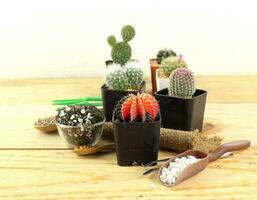 jardinería y plantando concepto - jardinería herramientas y cactus foto