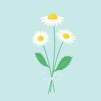 Daisy flowers bouquet. Chamomiles with leaves. vector