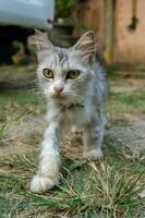 cat startled. White and brown cat on the ground looking to camera. cute cat showing socked expression. photo