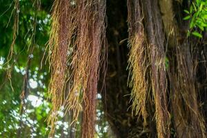 Ficus benghalensis. Close up of Banyan tree roots. photo