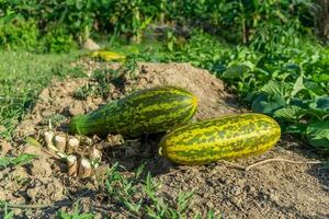 Harvesting cucumber suri. Timun suri or cucumber fruit. Popular fruit in Indonesia taste soft and fresh. photo