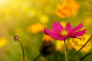 de cerca púrpura flor en verano jardín con Dom y lente llamarada en borroso antecedentes. foto