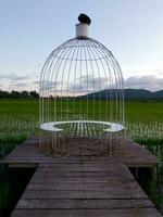 Hanging out in the garden with an elegant white birdcage bench. around the rice fields. photo