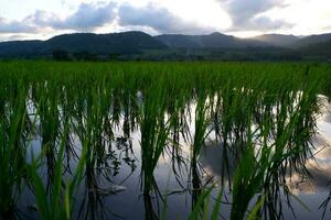 Photo of Beautiful Scenic Shades of Green Paddy Fields Against the Majestic Mountains as a Background.