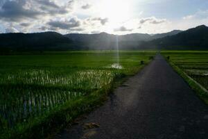 an asphalt road in between a wide view of rice fields with highlights of the sun in the morning. photo