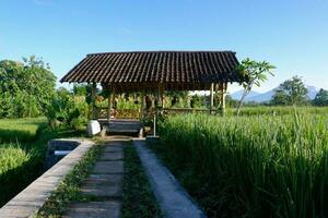 Photo of a hut in the bund of green rice fields ready to be harvested, morning in Yogyakarta, Indonesia 03-2023
