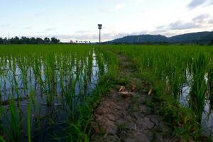 A view of the vast rice fields with rice leaves that are still seedlings. photo