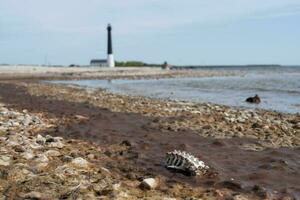 Small skeleton with the Sorve Lighthouse in the distance photo