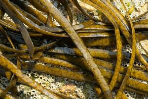 Close up of Thongweed seaweed on rock. Himanthalia elongata photo