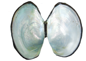 fresh mussel closeup boiled open png