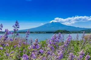 Fuji Mountain and Lavender Field at Kawaguchiko Lake, Japan photo