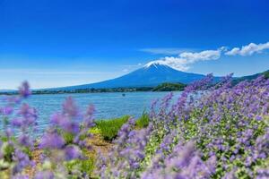 fuji montaña y lavanda campo a kawaguchiko lago, Japón foto