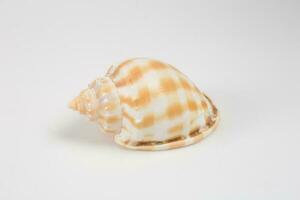 Sea shells on white background photo