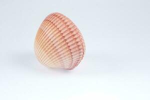 Sea shells on white background photo