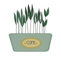 Corn microgreens in a container. Healthy vegan food. Vector set llustration in doodle style