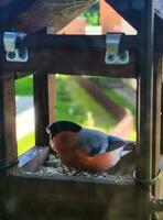 Bullfinch with red breast in the feeder in summer. photo