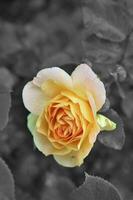 Beautiful Rose focus with black and white background photo