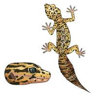 Vector illustration of an eublefar. Leopard gecko wild type