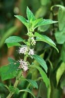 albahaca es floreciente. asiático personas me gusta a cocinar albahaca hojas porque de el fragante hojas. foto