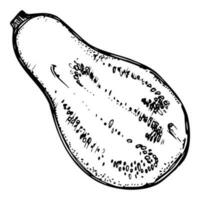 Hand drawn ink vector eggplant gourd squash. Sketch illustration art for Thanksgiving, Halloween, harvest, farming. Isolated object, outline. Design for restaurant menu print cafe, website, invitation