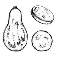 Hand drawn ink vector eggplant gourd squash. Sketch illustration art for Thanksgiving, Halloween, harvest, farming. Isolated object, outline. Design for restaurant menu print cafe, website, invitation