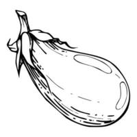 Hand drawn ink vector eggplant gourd squash. Sketch illustration art for Thanksgiving, Halloween, harvest, farming. Isolated object, outline. Design for restaurant menu print cafe, website, invitation