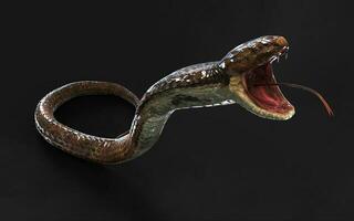 3d ilustración estropeado color de Rey cobra el del mundo mas largo venenoso serpiente aislado en negro fondo, Rey cobra serpiente con recorte camino foto