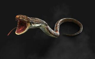 3d Illustration Blown Color of King Cobra The World's Longest Venomous Snake Isolated on Black Background, King Cobra Snake with Clipping Path photo