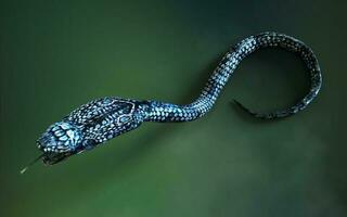 3d ilustración azul color de Rey cobra el del mundo mas largo venenoso serpiente aislado en verde fondo, Rey cobra serpiente con recorte camino foto