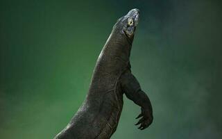 3D rendering of a komodo dragon isolated on green background with clipping path. photo