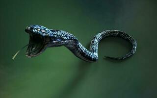 3d ilustración azul color de Rey cobra el del mundo mas largo venenoso serpiente aislado en verde fondo, Rey cobra serpiente con recorte camino foto