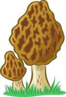 Morel mushroom vector image without background