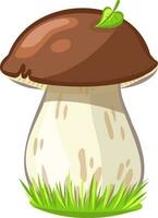 Boletus mushroom image without background vector image