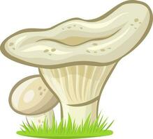 Lactarius mushroom or milk cap vector illustration without background