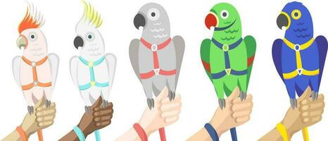 Collection of various parrots in harness and leash on human different skin colors hands - vector illustration