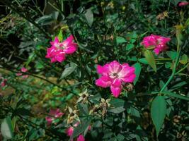 rosa flowers with aesthetic appearance in the garden photo