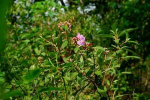karamunting flor planta o melastoma malabathricum con un natural antecedentes foto