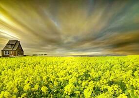 Home and Yellow flowers in a field with clouds photo