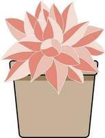 Abstract Cotyledon Arborescens plant in the pot with empty background. vector