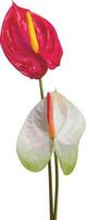 Abstract Anthurium flower on white background. vector