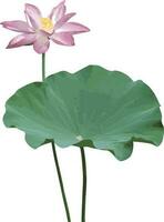resumen el loto flor con hoja. científico nombre nelumbo nucifera vector