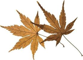 Abstract of Dried maple leaves. vector