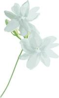 Abstract of Arabian jasmine flower on white background. Scientific name Jasminum Sambac vector