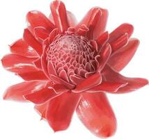 Abstract image of Torch Ginger flower on white background. vector