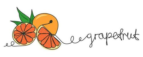 One single line drawing of grapefruit vector