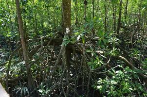 Sureste asiático mangle pantano bosques tanjung piai Malasia mangle bosque parque foto