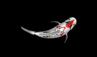 Single Black, Red and White Color Koi Fish 3D Rendering Japanese Carp photo